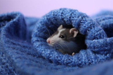 Photo of Adorable little rat hiding in sweater on violet background, closeup