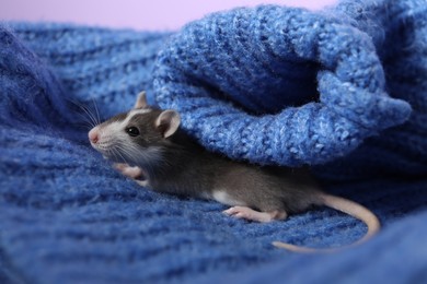 Photo of Adorable little rat on blue sweater, closeup