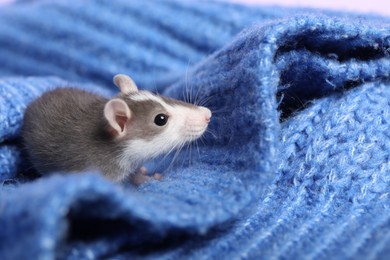 Adorable little rat on blue sweater, closeup