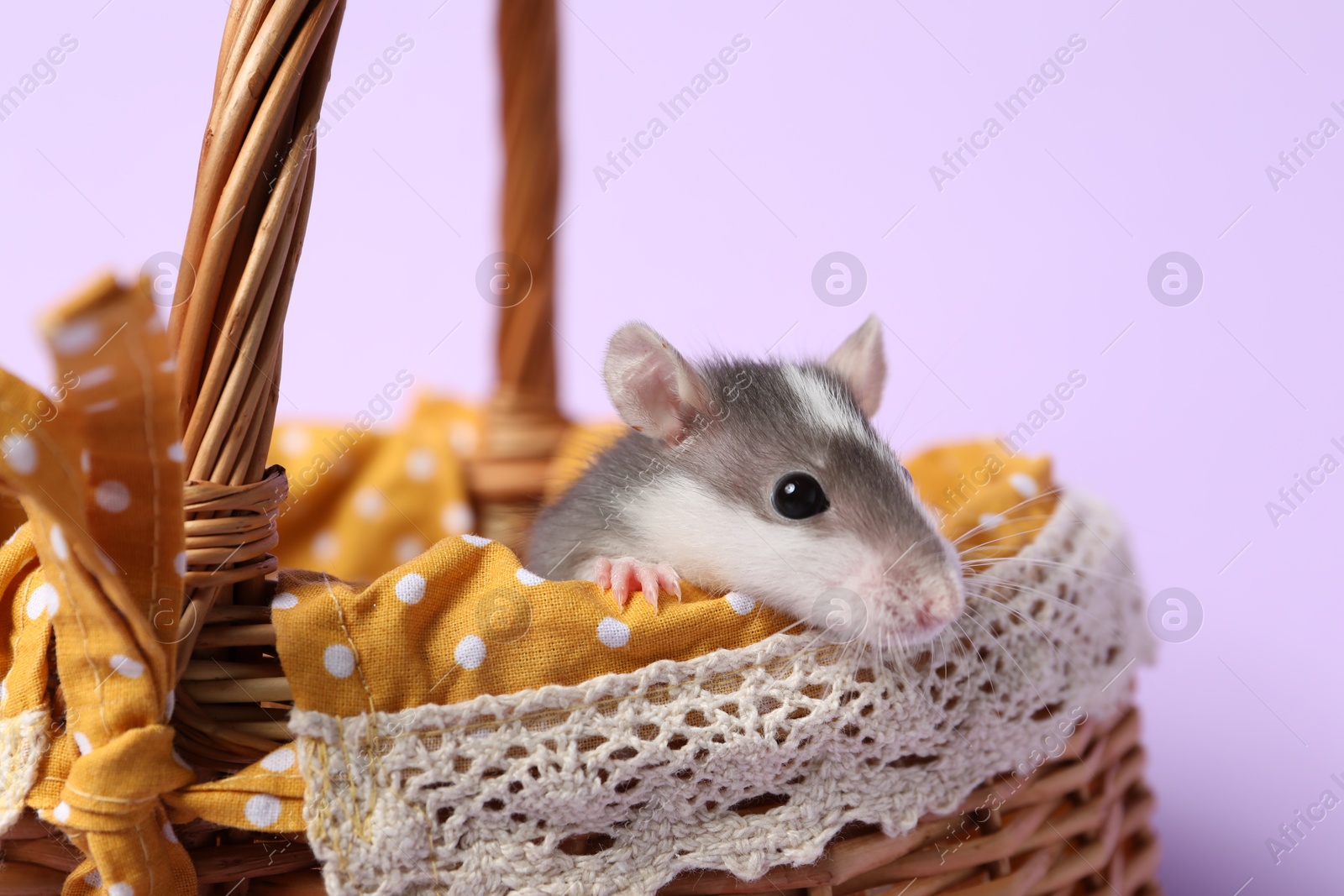 Photo of Adorable little rat peeking out of wicker basket on violet background, closeup