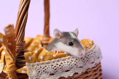 Photo of Adorable little rat peeking out of wicker basket on violet background, closeup