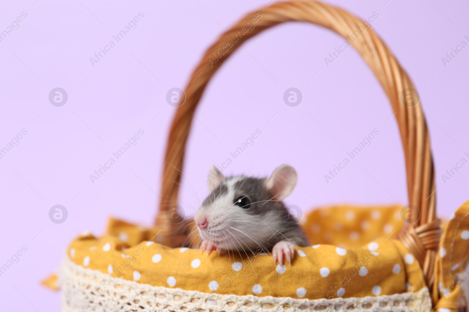 Photo of Adorable little rat peeking out of wicker basket on violet background, closeup