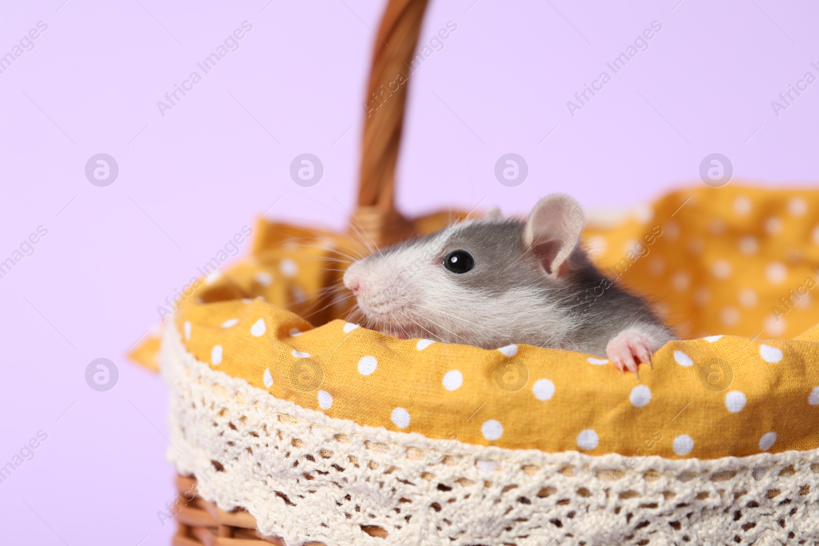 Photo of Adorable little rat peeking out of basket on violet background, closeup