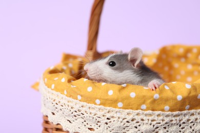 Adorable little rat peeking out of basket on violet background, closeup