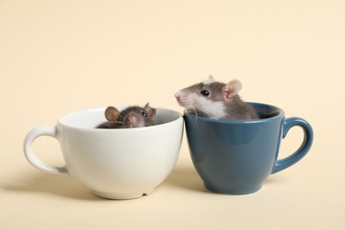 Photo of Adorable little rats peeking out of cups on beige background, closeup