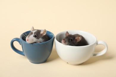 Photo of Adorable little rats peeking out of cups on beige background, closeup