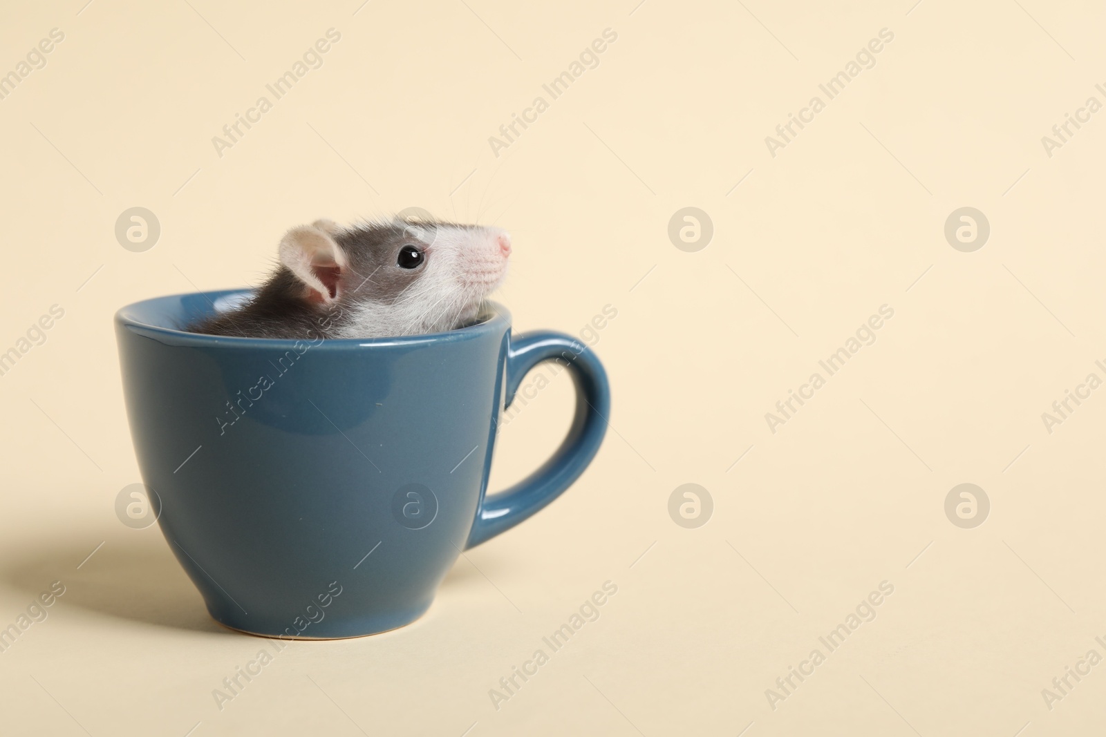 Photo of Adorable little rat peeking out of cup on beige background, closeup. Space for text