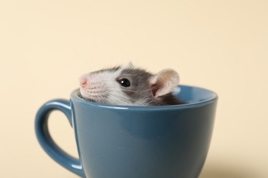 Photo of Adorable little rat peeking out of cup on beige background, closeup