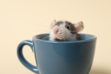 Photo of Adorable little rat peeking out of cup on beige background, closeup