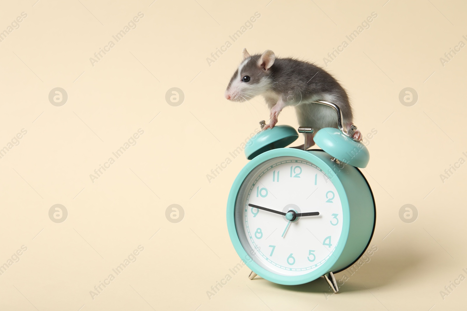 Photo of Adorable little rat and alarm clock on beige background, closeup. Space for text