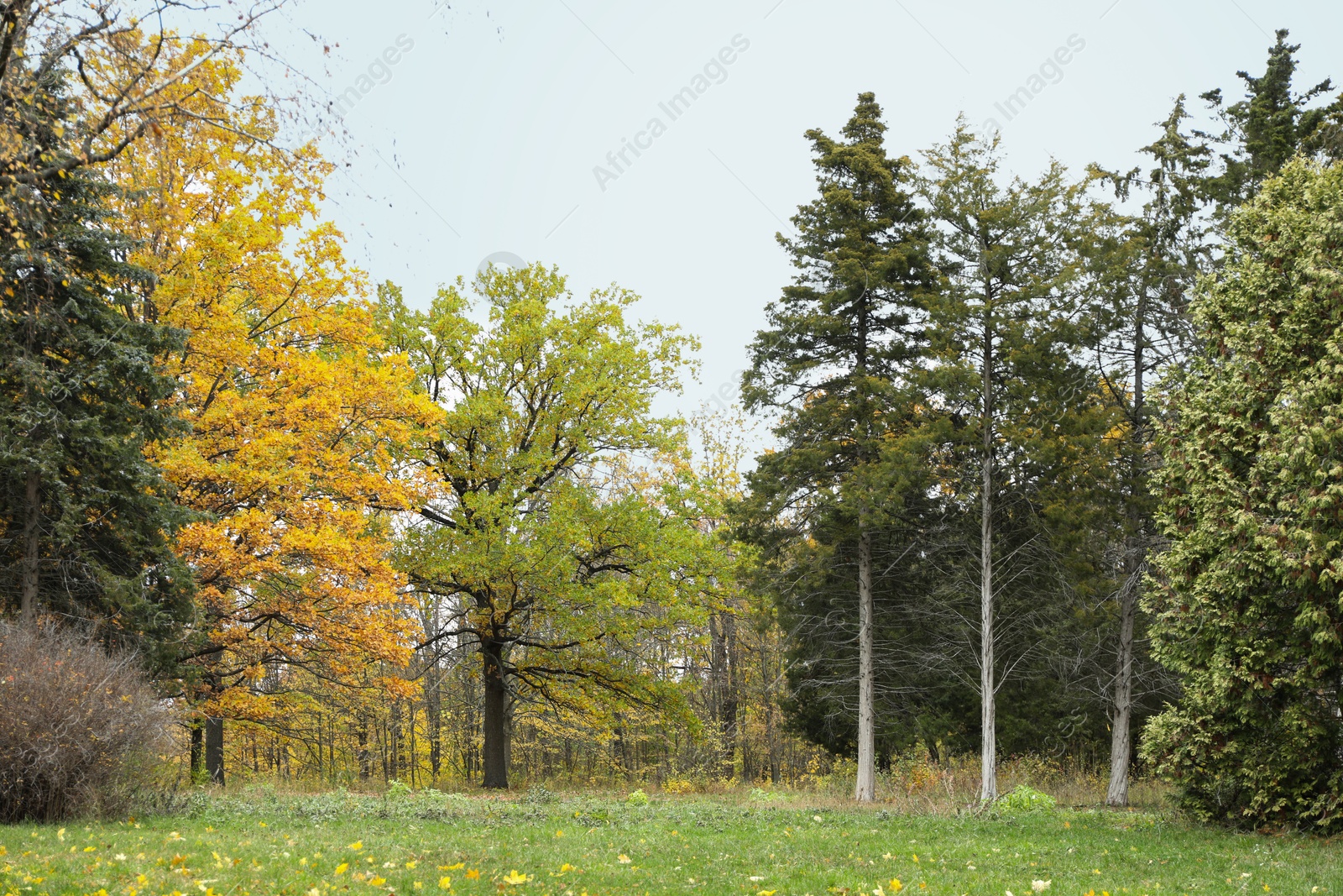 Photo of Beautiful trees in park. Picturesque autumn landscape