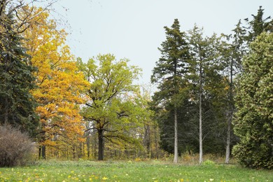 Photo of Beautiful trees in park. Picturesque autumn landscape