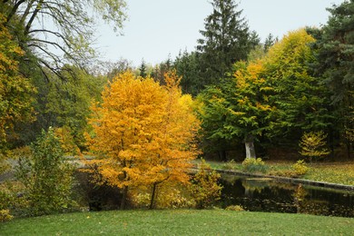 Photo of Beautiful trees near pond in park. Picturesque autumn landscape