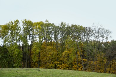 Photo of Beautiful trees in park. Picturesque autumn landscape