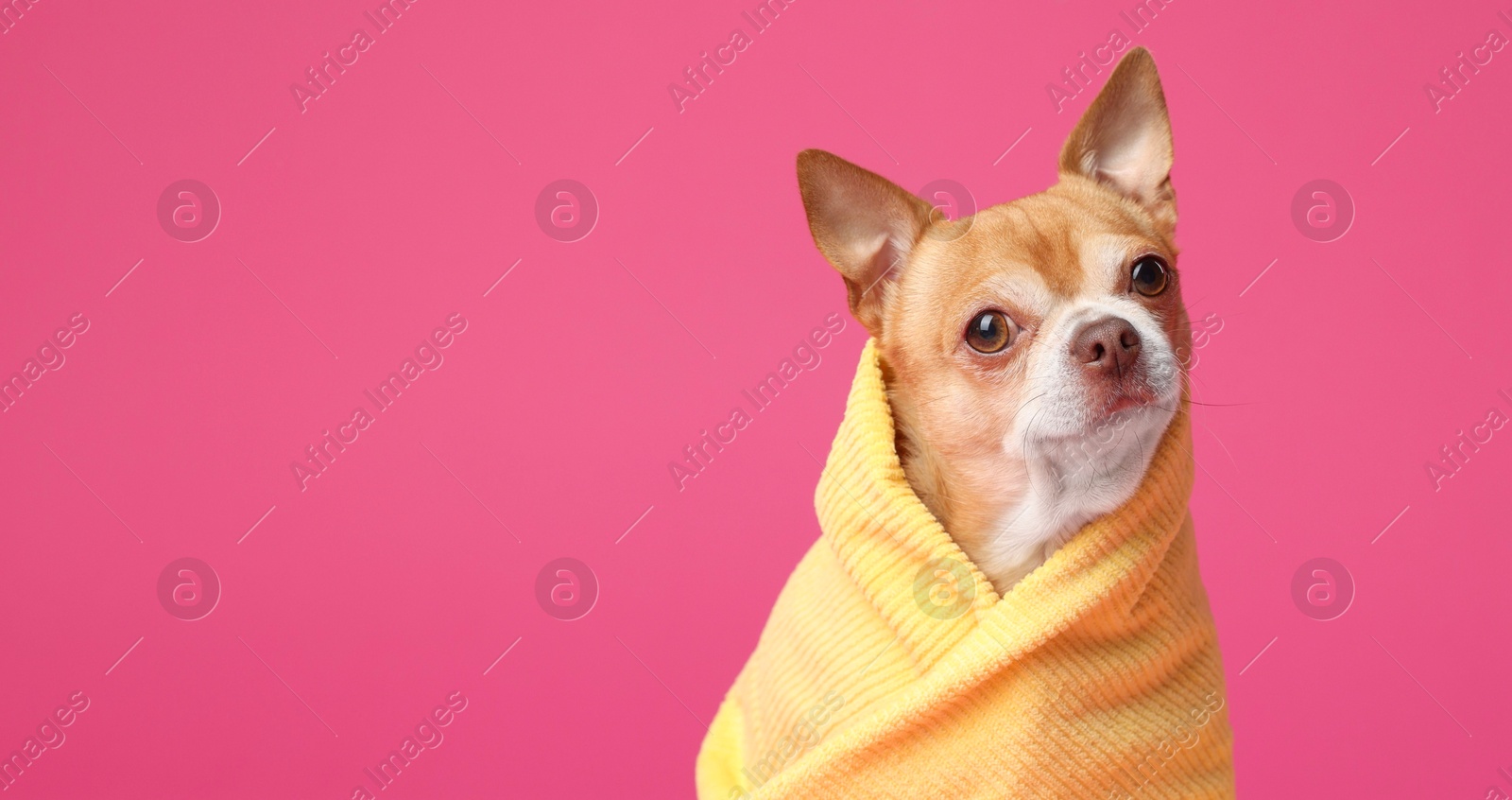 Photo of Cute funny dog wrapped in towel on pink background. Space for text