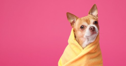 Photo of Cute funny dog wrapped in towel on pink background. Space for text