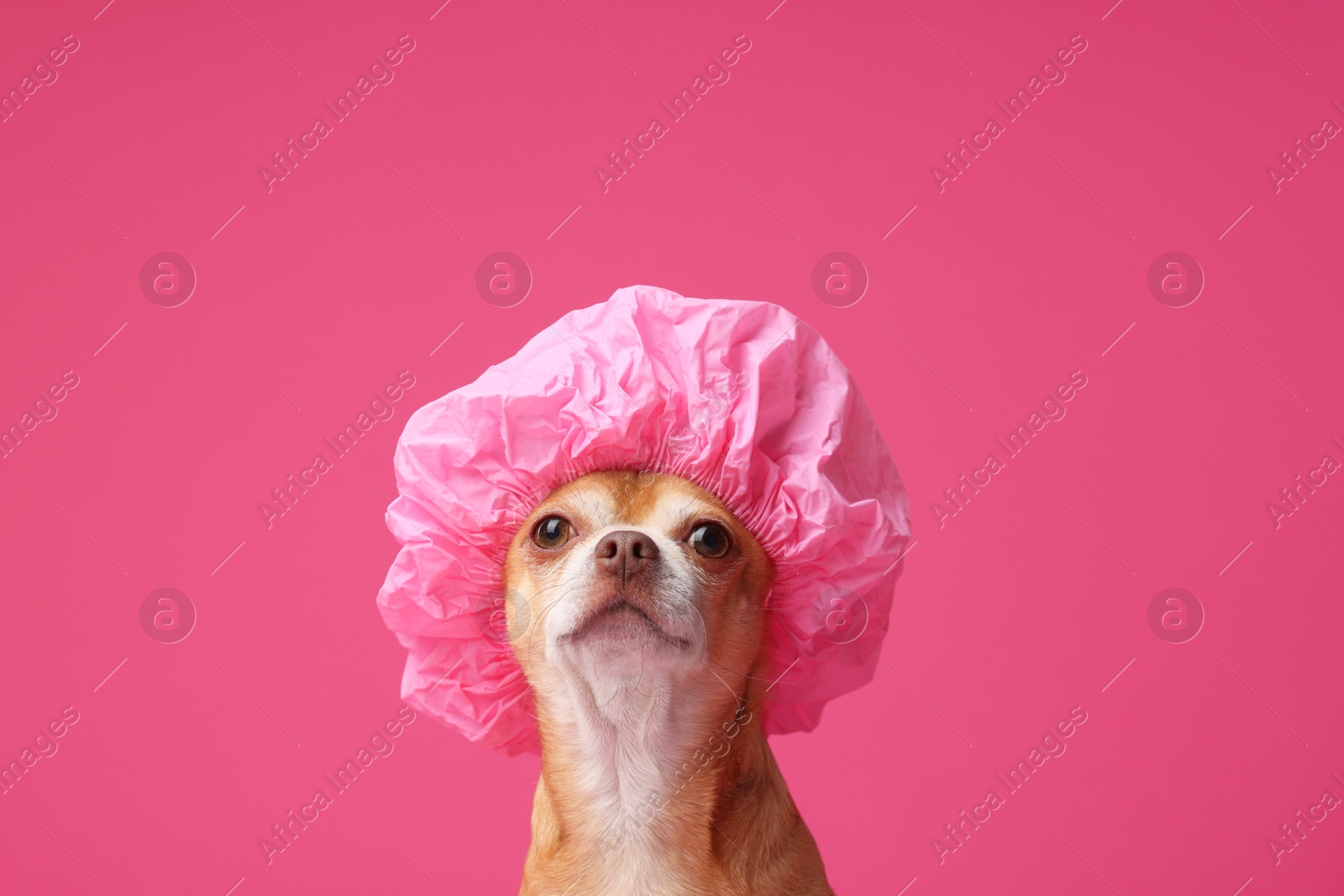 Photo of Cute funny dog in shower cap on pink background