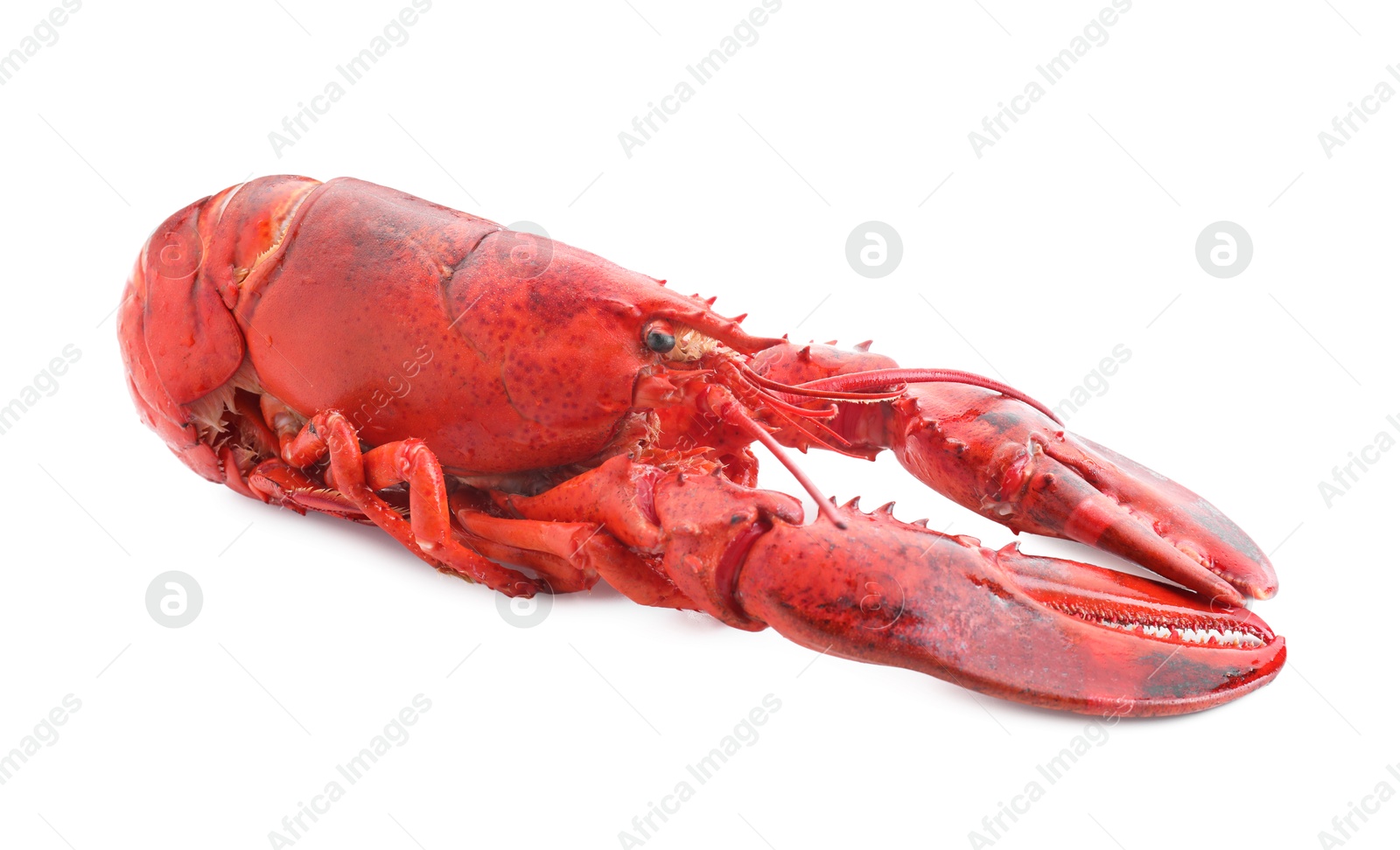 Photo of One tasty boiled lobster isolated on white