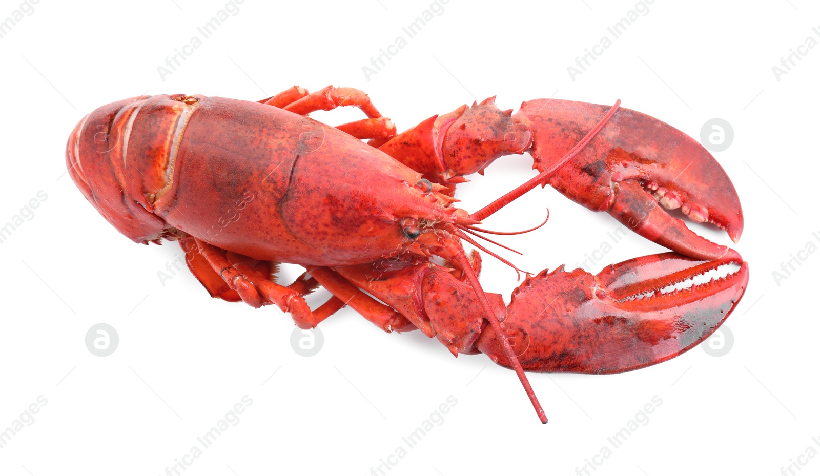 Photo of One tasty boiled lobster isolated on white, above view