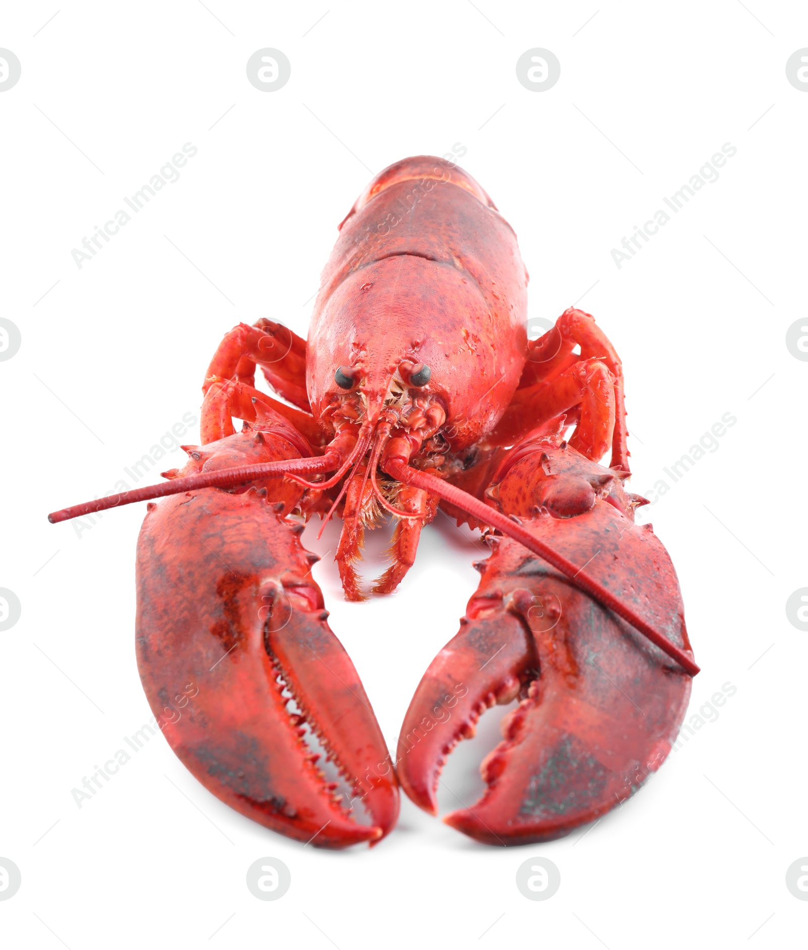 Photo of One tasty boiled lobster isolated on white