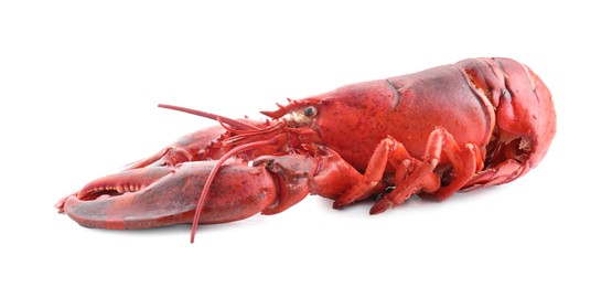 Photo of One tasty boiled lobster isolated on white