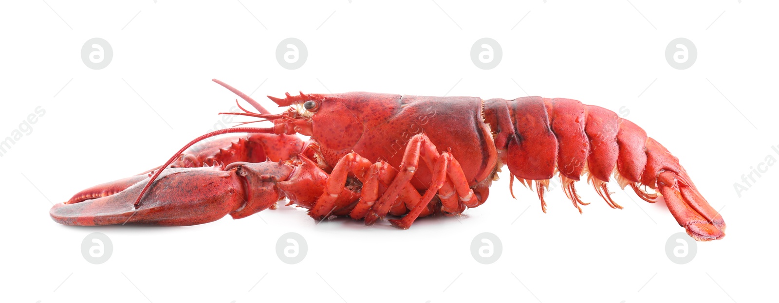 Photo of One tasty boiled lobster isolated on white