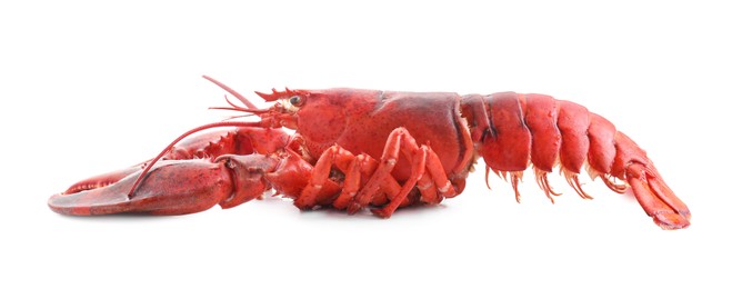 Photo of One tasty boiled lobster isolated on white