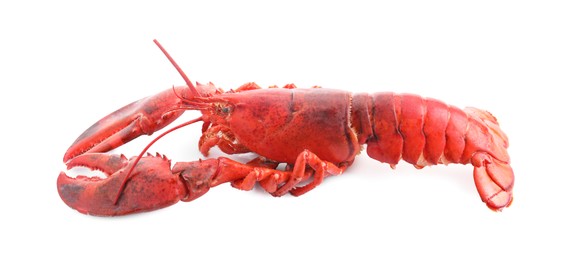 Photo of One tasty boiled lobster isolated on white