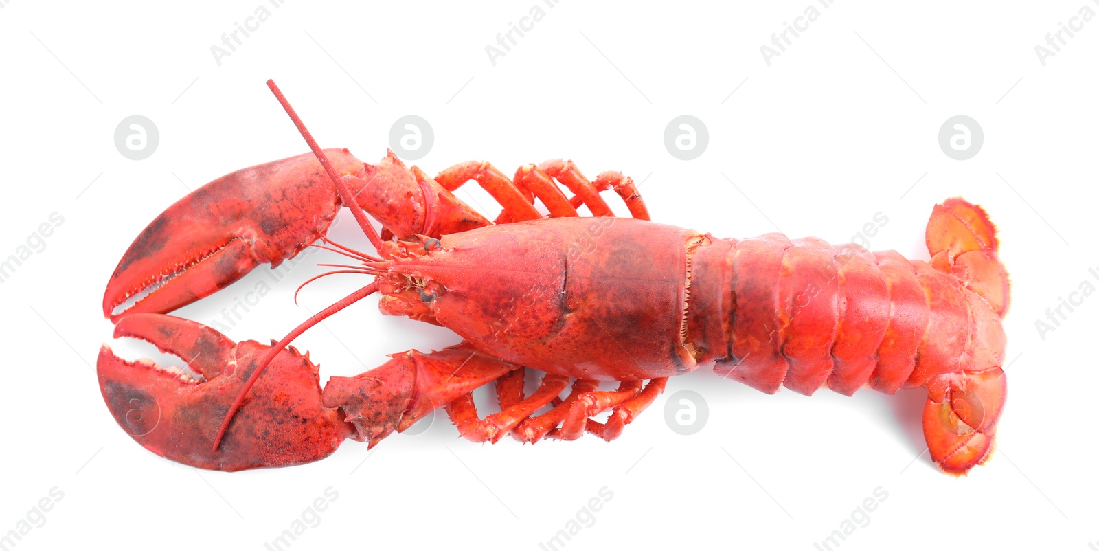 Photo of One tasty boiled lobster isolated on white, top view