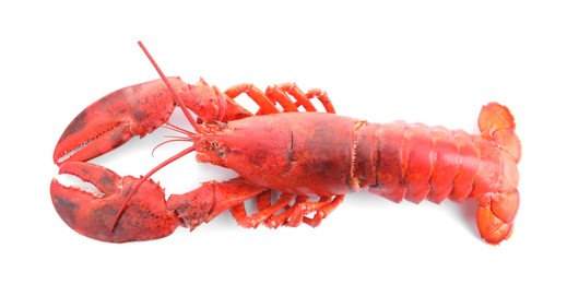 Photo of One tasty boiled lobster isolated on white, top view