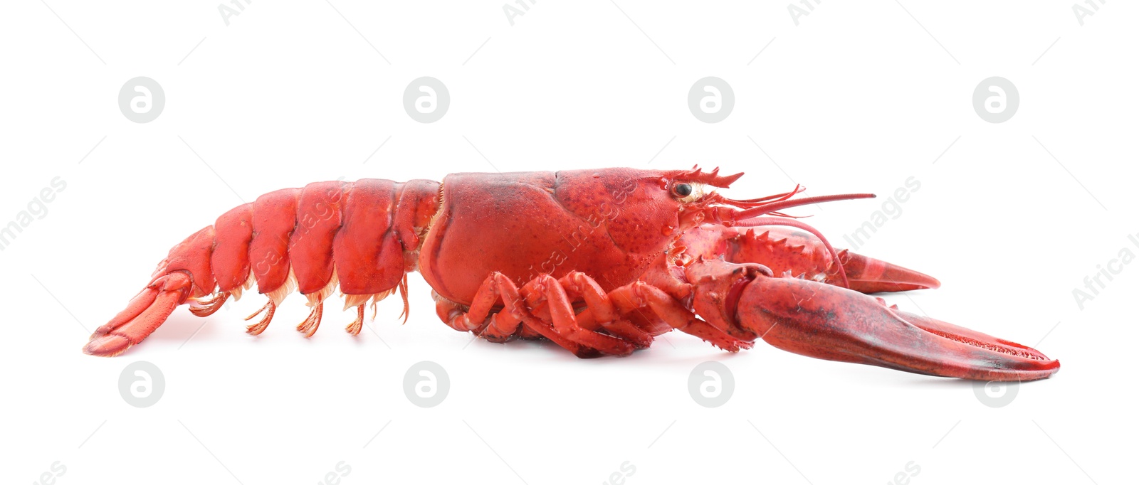 Photo of One tasty boiled lobster isolated on white