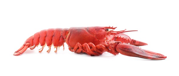 Photo of One tasty boiled lobster isolated on white