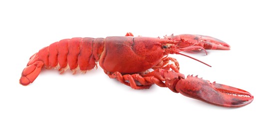 Photo of One tasty boiled lobster isolated on white