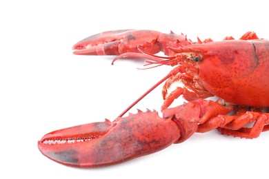 Photo of One tasty boiled lobster isolated on white