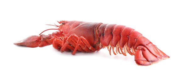 Photo of One tasty boiled lobster isolated on white