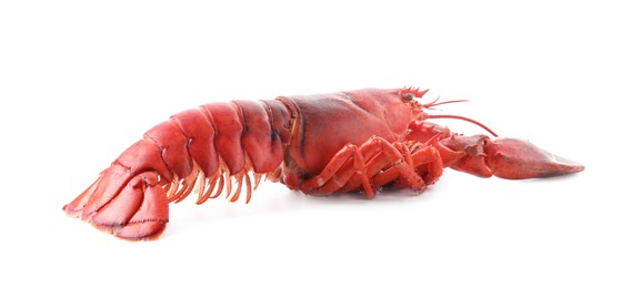 Photo of One tasty boiled lobster isolated on white