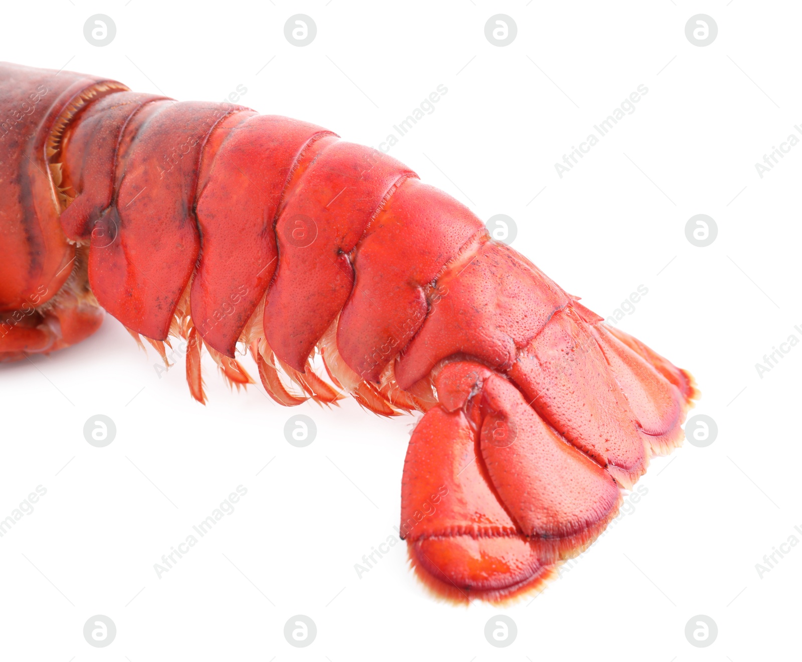 Photo of One tasty boiled lobster isolated on white, closeup