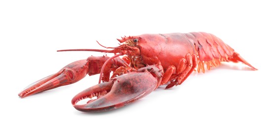 Photo of One tasty boiled lobster isolated on white