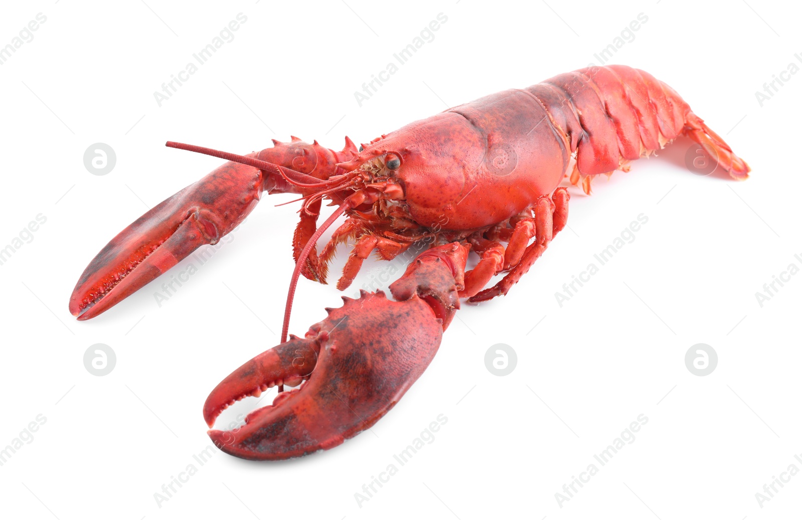 Photo of One tasty boiled lobster isolated on white