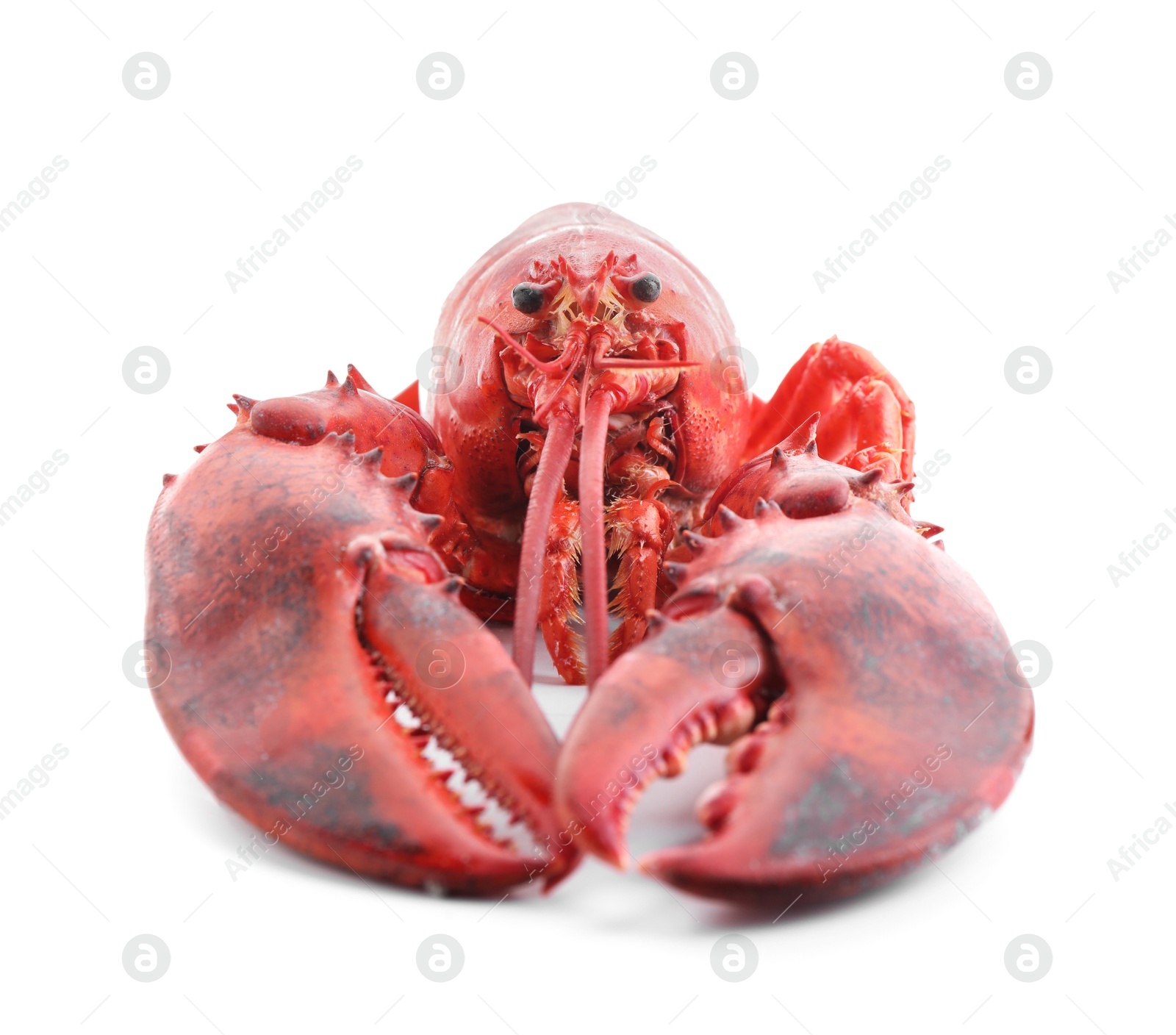 Photo of One tasty boiled lobster isolated on white