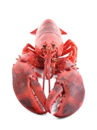 Photo of One tasty boiled lobster isolated on white