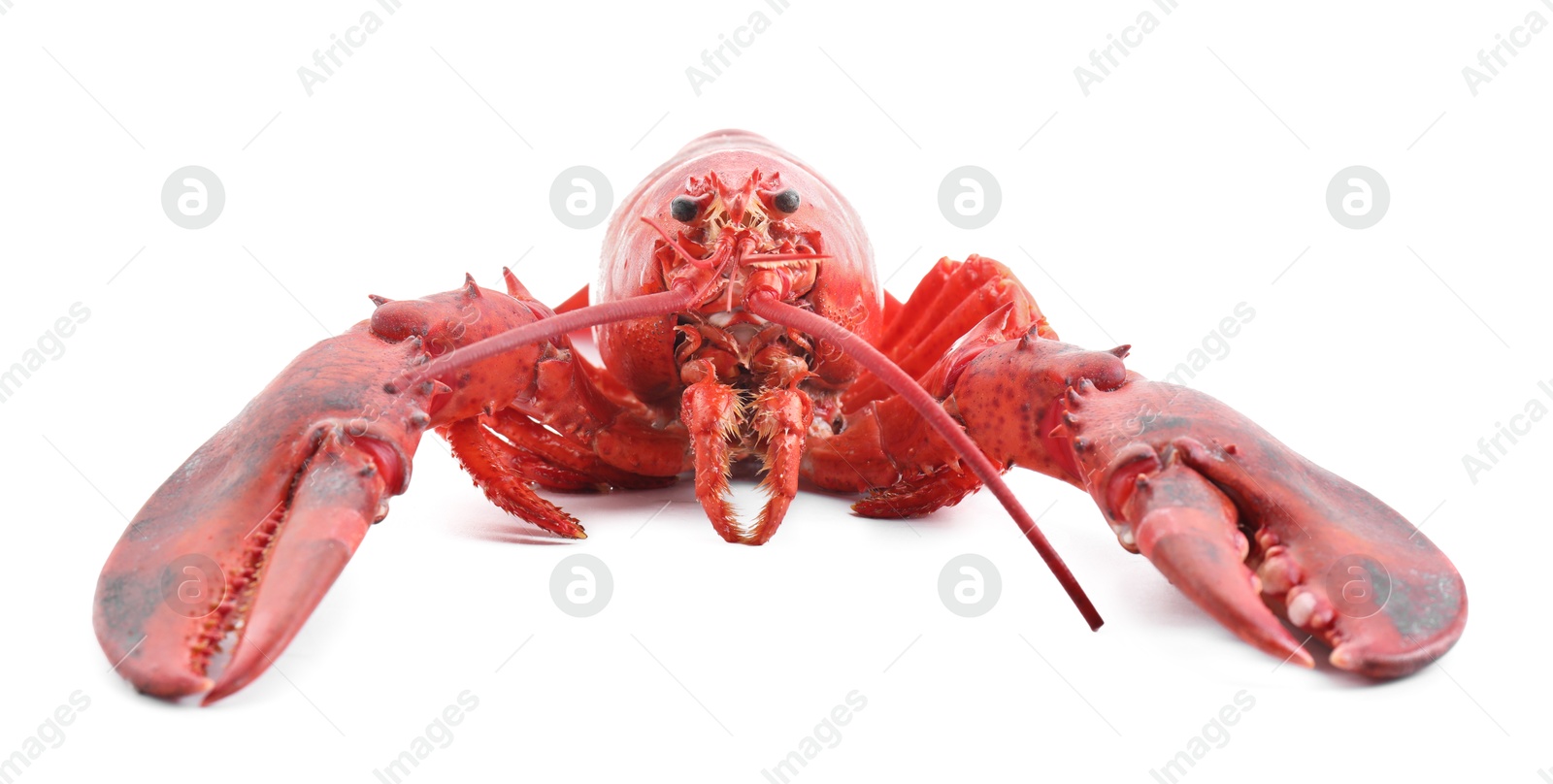 Photo of One tasty boiled lobster isolated on white