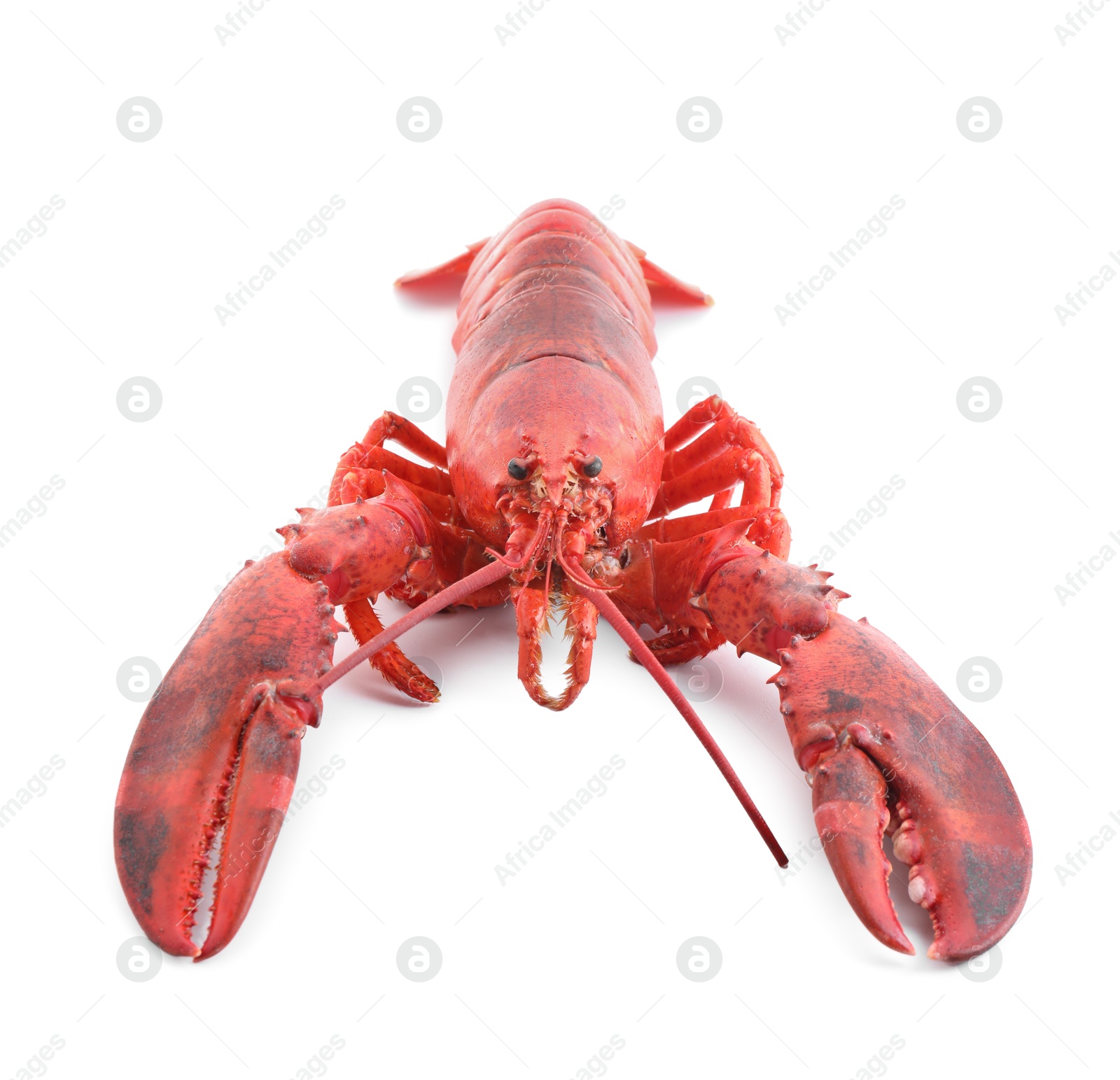 Photo of One tasty boiled lobster isolated on white