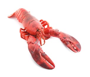 Photo of One tasty boiled lobster isolated on white