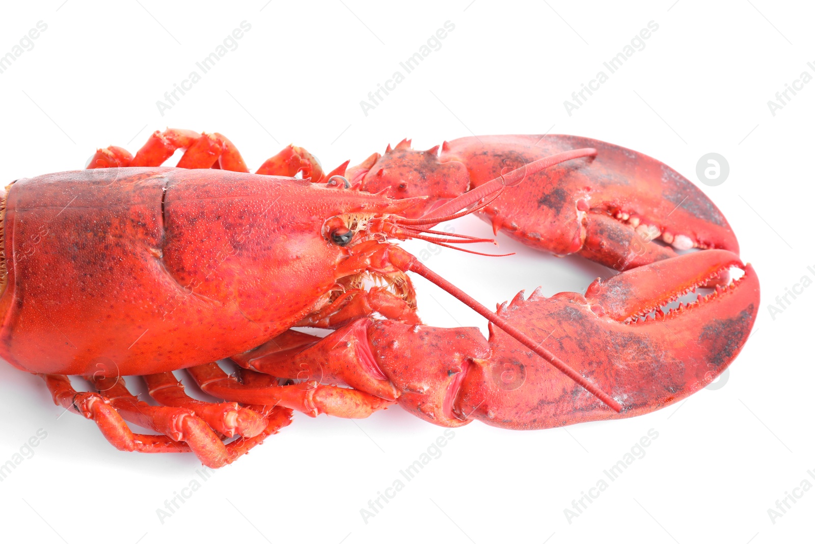 Photo of One tasty boiled lobster isolated on white