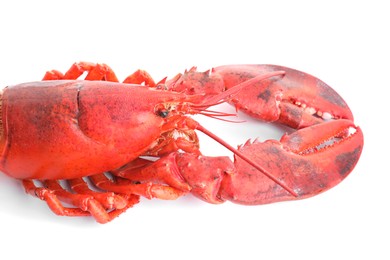 Photo of One tasty boiled lobster isolated on white