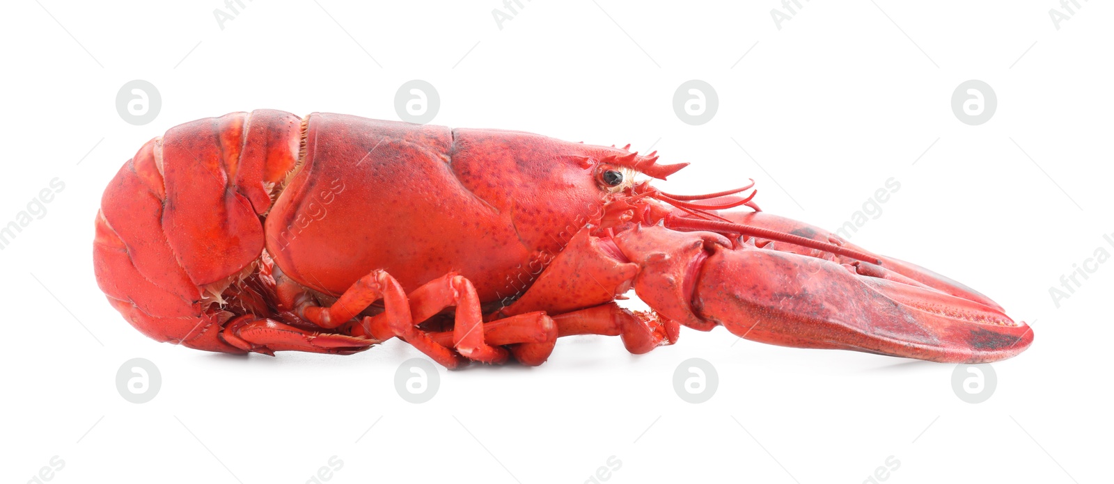 Photo of One tasty boiled lobster isolated on white