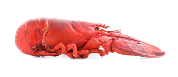 Photo of One tasty boiled lobster isolated on white