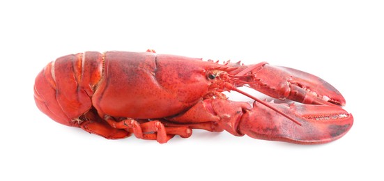 Photo of One tasty boiled lobster isolated on white