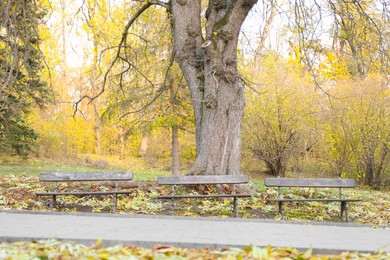 Photo of Park with beautiful trees, benches and walkway on autumn day